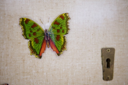 papillon exposition forêt dans l'imaginaire